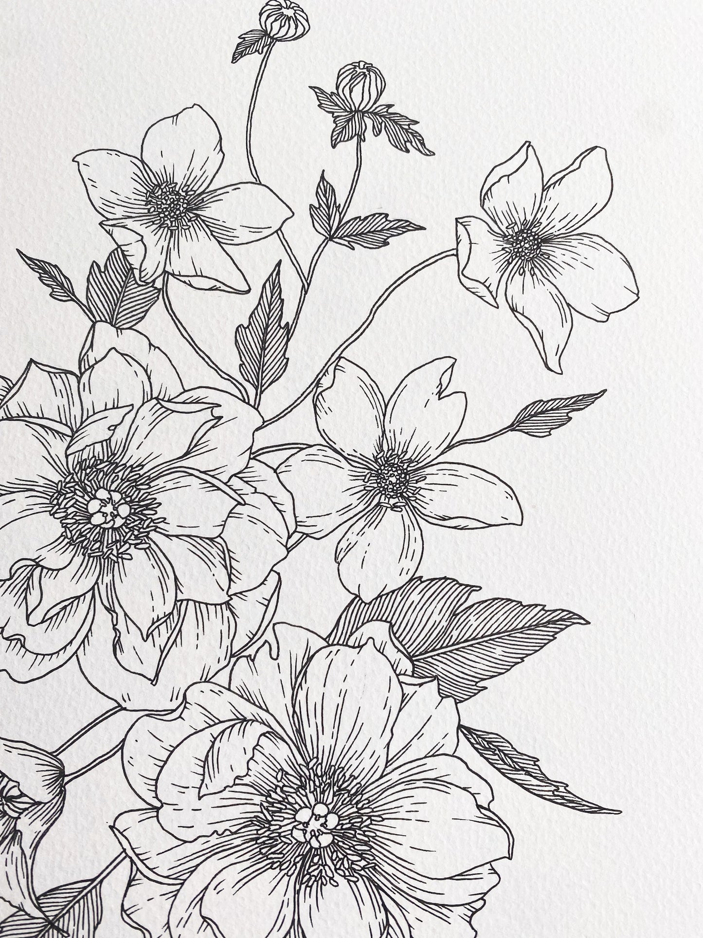 Peony + Clematis Art Print